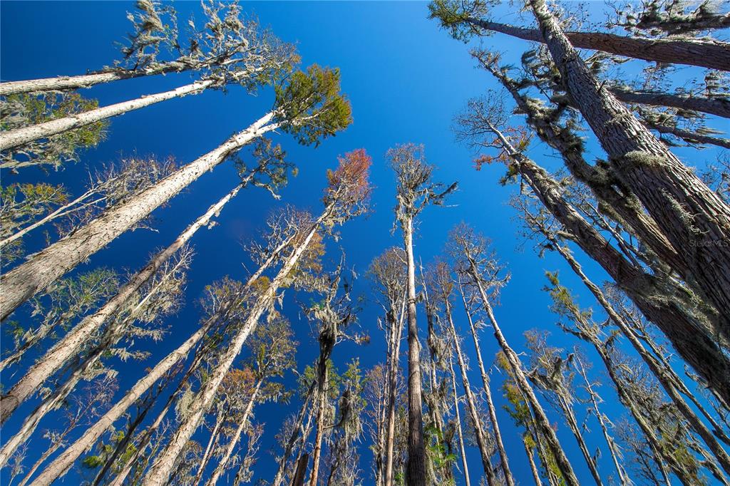 1 Alderman Turner Road Wimauma, FL 33598 - Photo 14 of 17