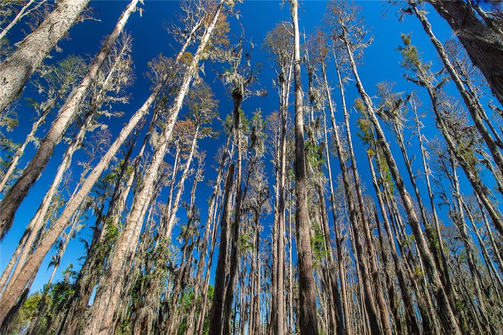 1 Alderman Turner Road Wimauma, FL 33598 - Photo 3 of 17