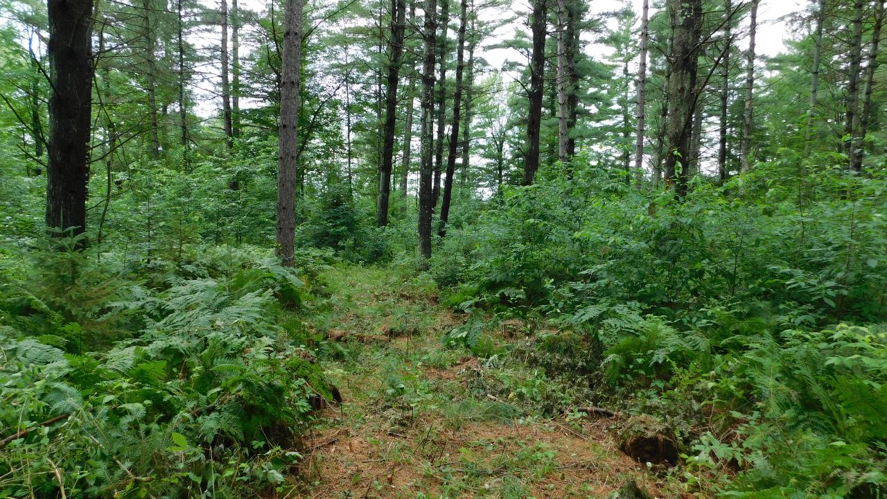 Lot #1 Sunny Point Road Rhinelander, WI 54501 - Photo 6 of 8 Gallery Image 6
