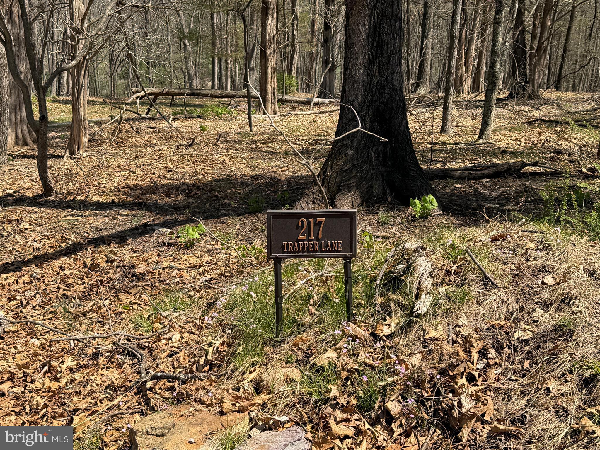217 Trapper Lane Augusta, WV 26704 - Photo 65 of 111 a view of a tree with a yard