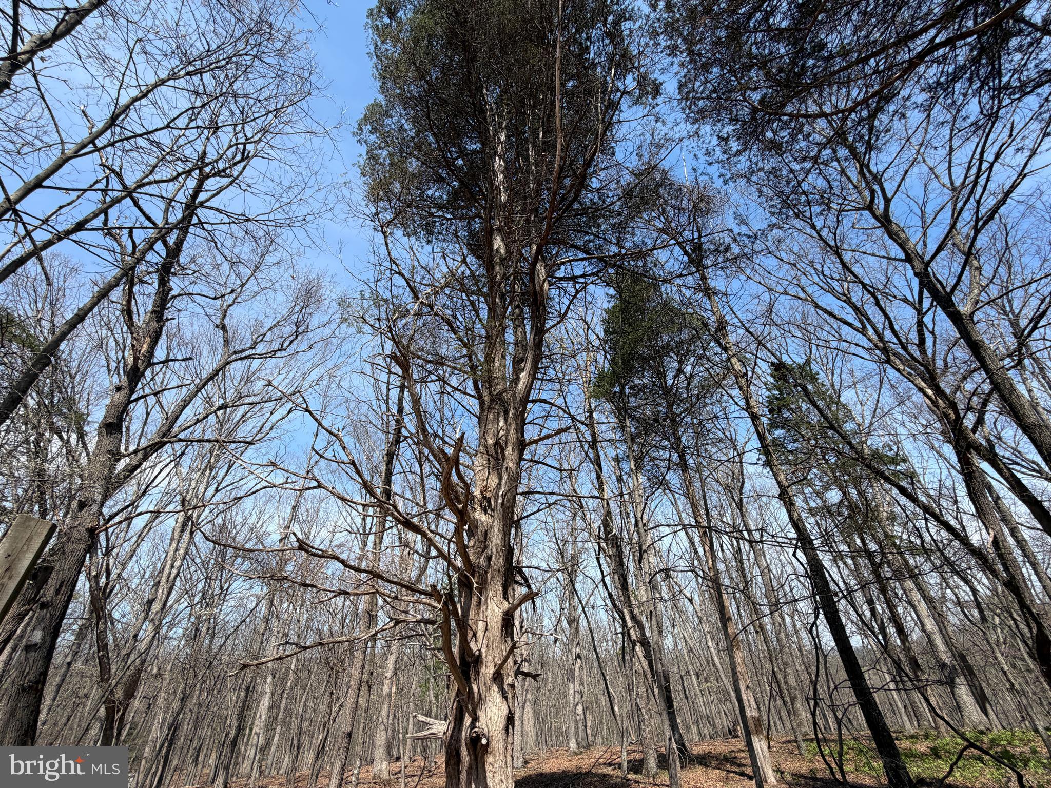 217 Trapper Lane Augusta, WV 26704 - Photo 68 of 111