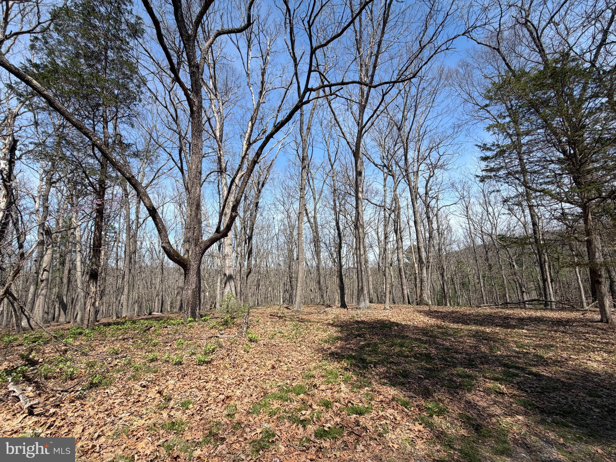 217 Trapper Lane Augusta, WV 26704 - Photo 71 of 111 a backyard of a house with large trees