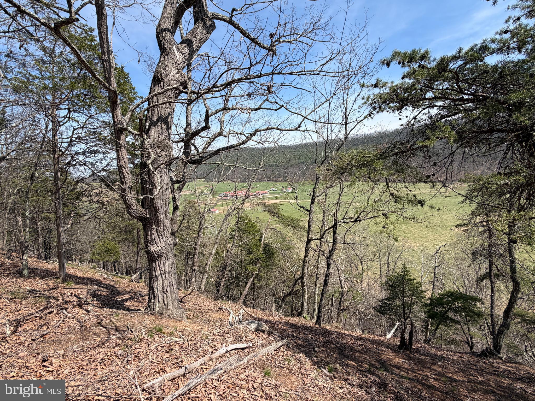 217 Trapper Lane Augusta, WV 26704 - Photo 75 of 111 a view of a yard with lots of trees