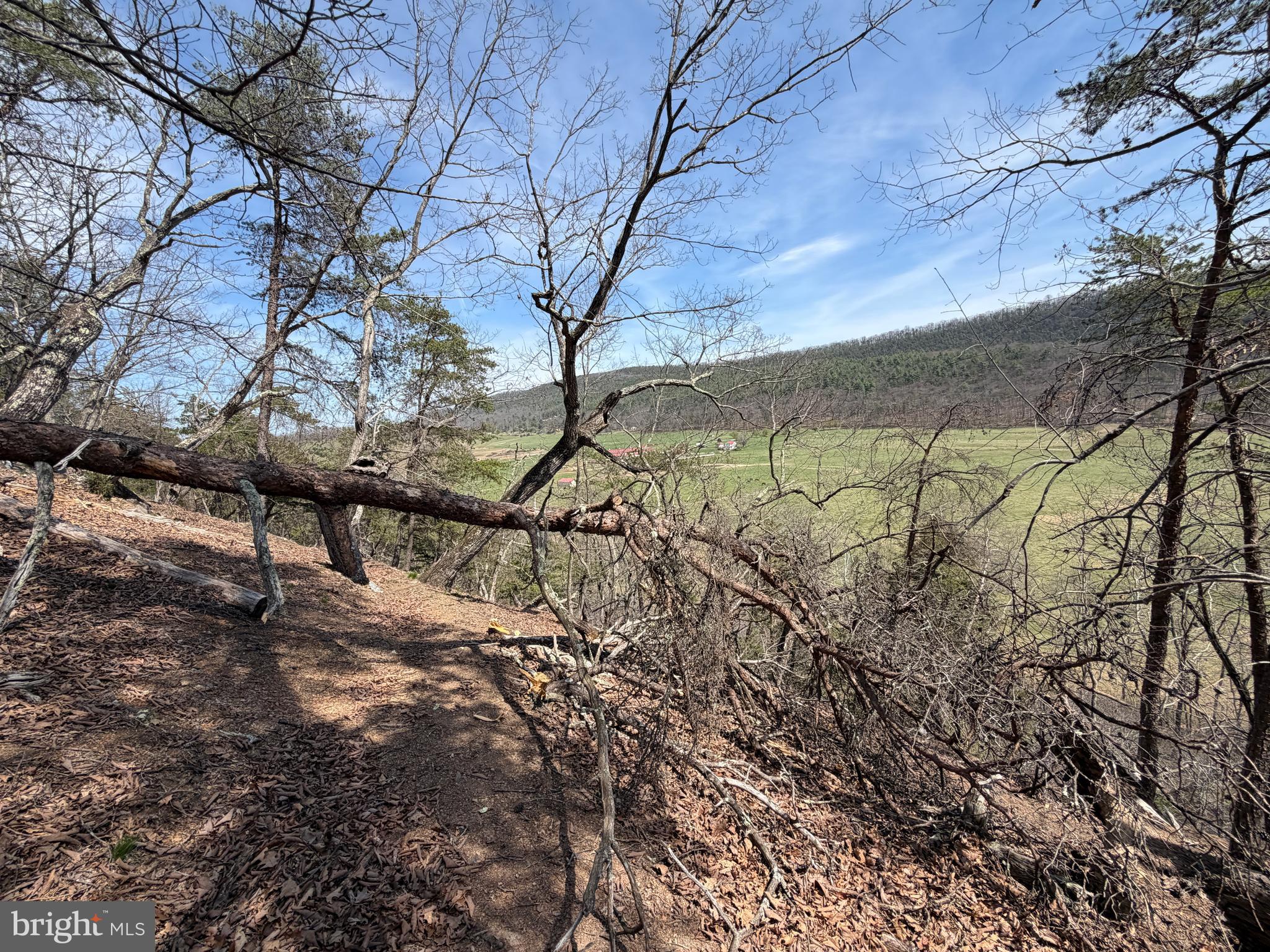 217 Trapper Lane Augusta, WV 26704 - Photo 76 of 111 a view of a yard with a tree