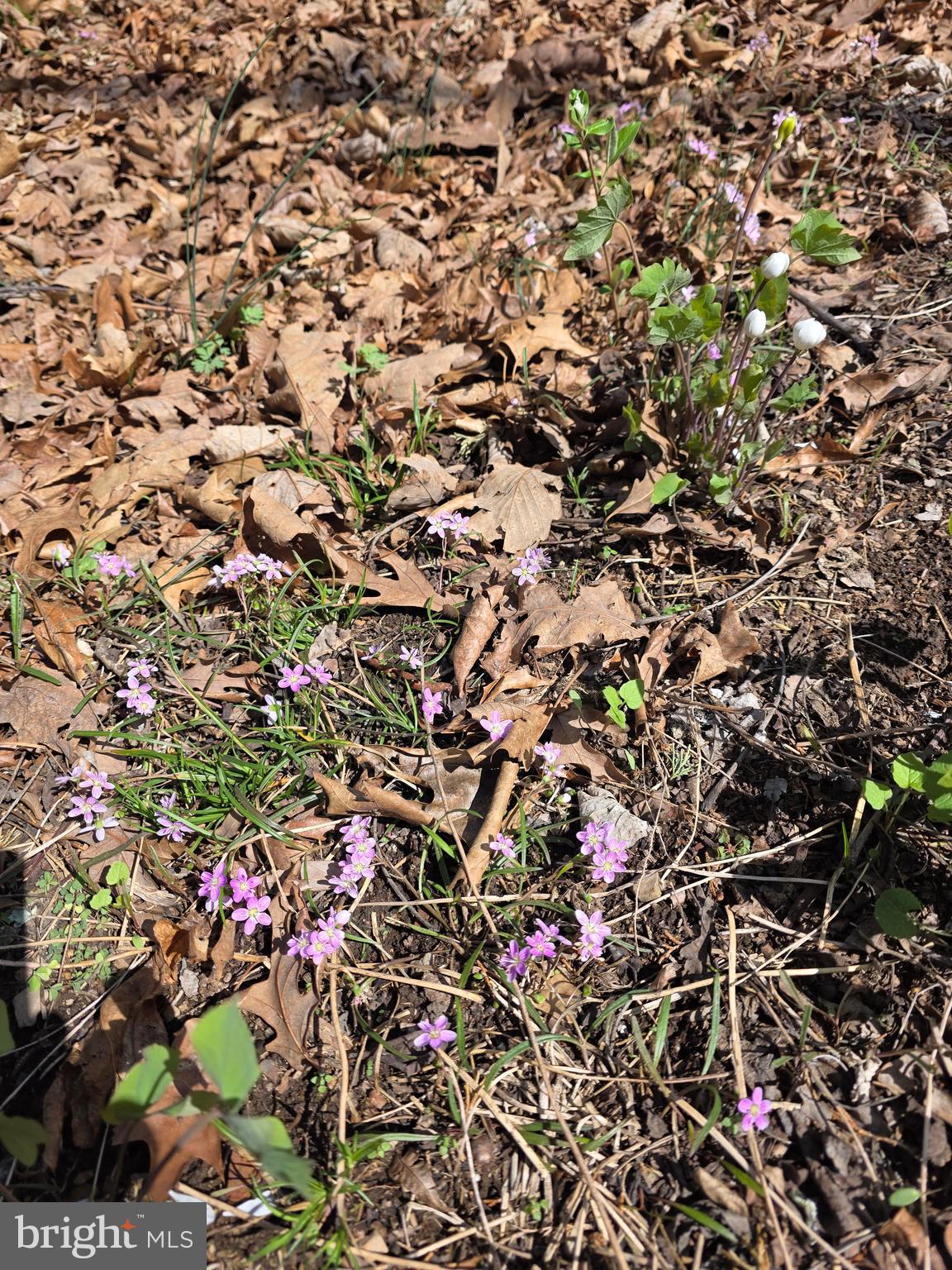 217 Trapper Lane Augusta, WV 26704 - Photo 81 of 111