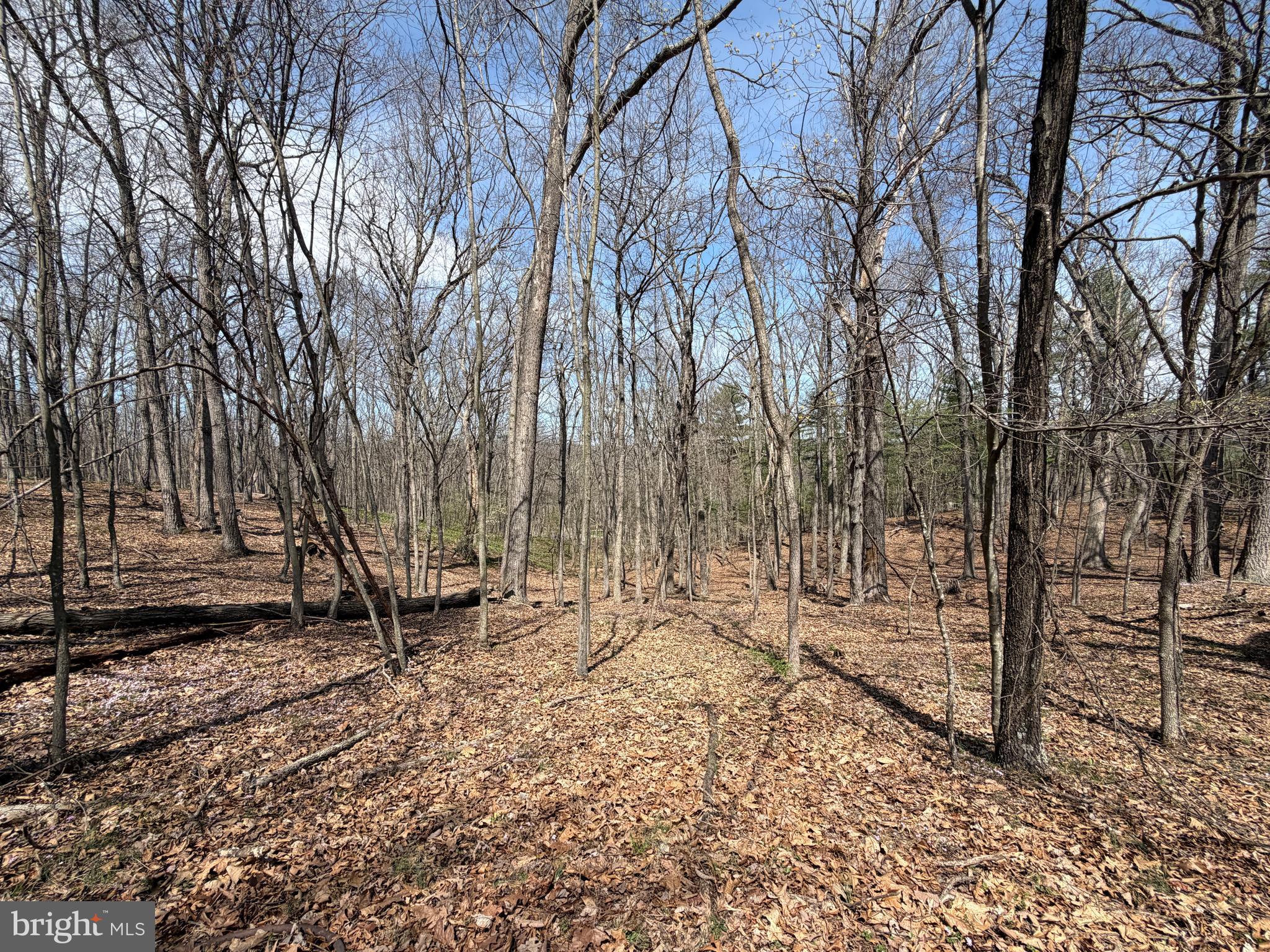 217 Trapper Lane Augusta, WV 26704 - Photo 82 of 111 a backyard of a house with lots of green space