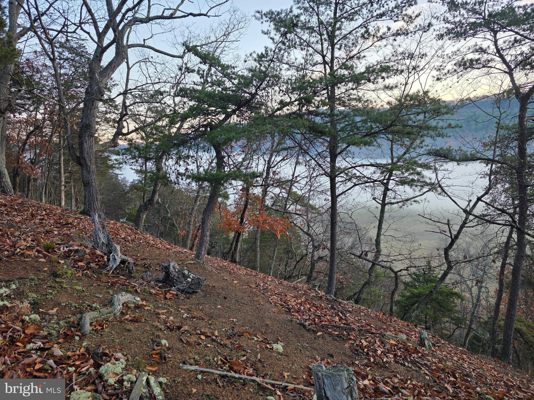 217 Trapper Lane Augusta, WV 26704 - Photo 10 of 111 a backyard of a house with large trees
