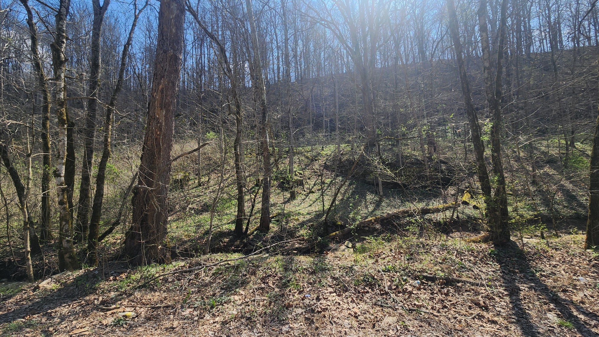 0 Phillips Hollow Road Westmoreland, TN 37186 - Photo 16 of 24 a view of a yard