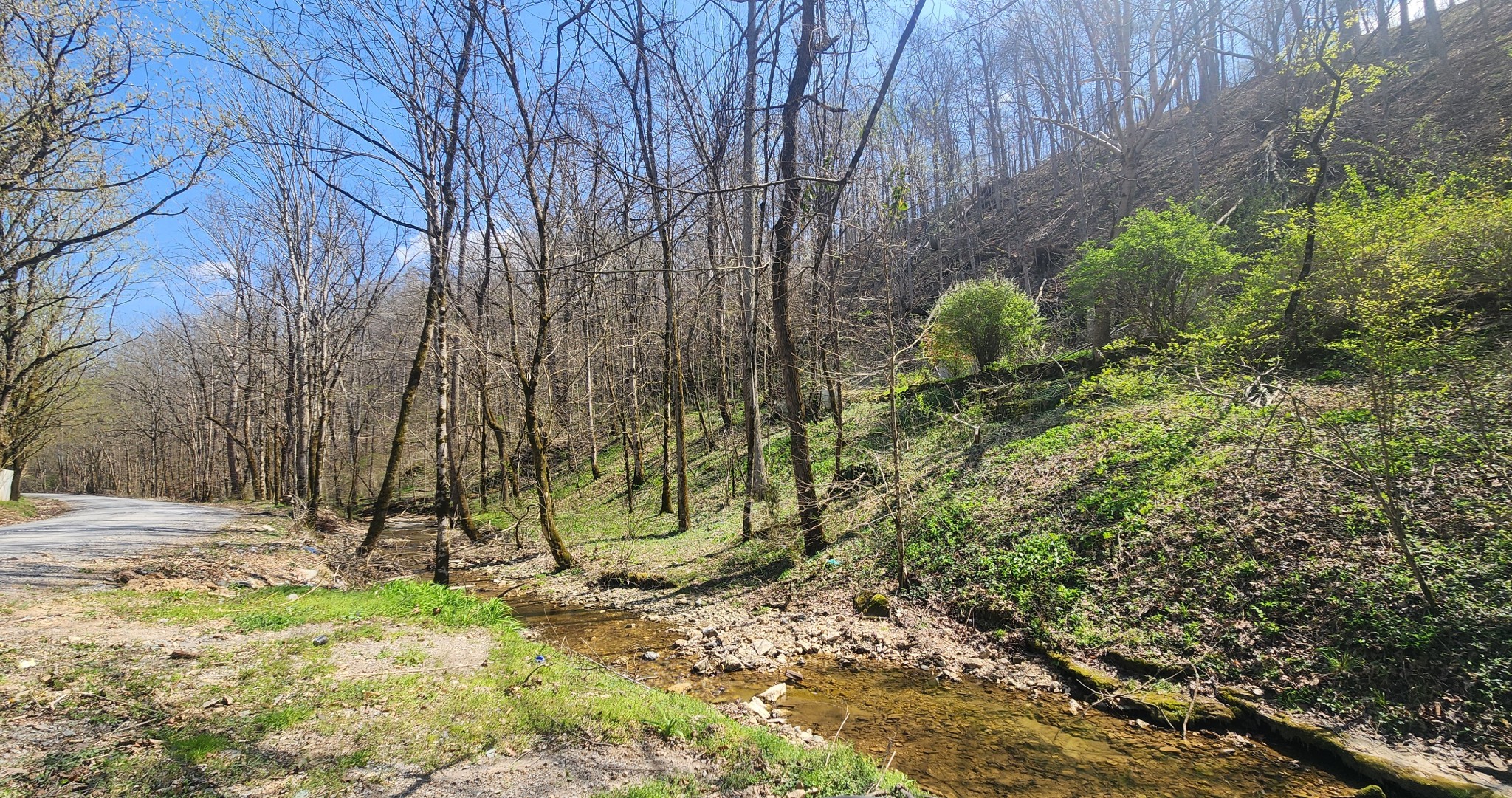 0 Phillips Hollow Road Westmoreland, TN 37186 - Photo 23 of 24 a view of a yard with plants