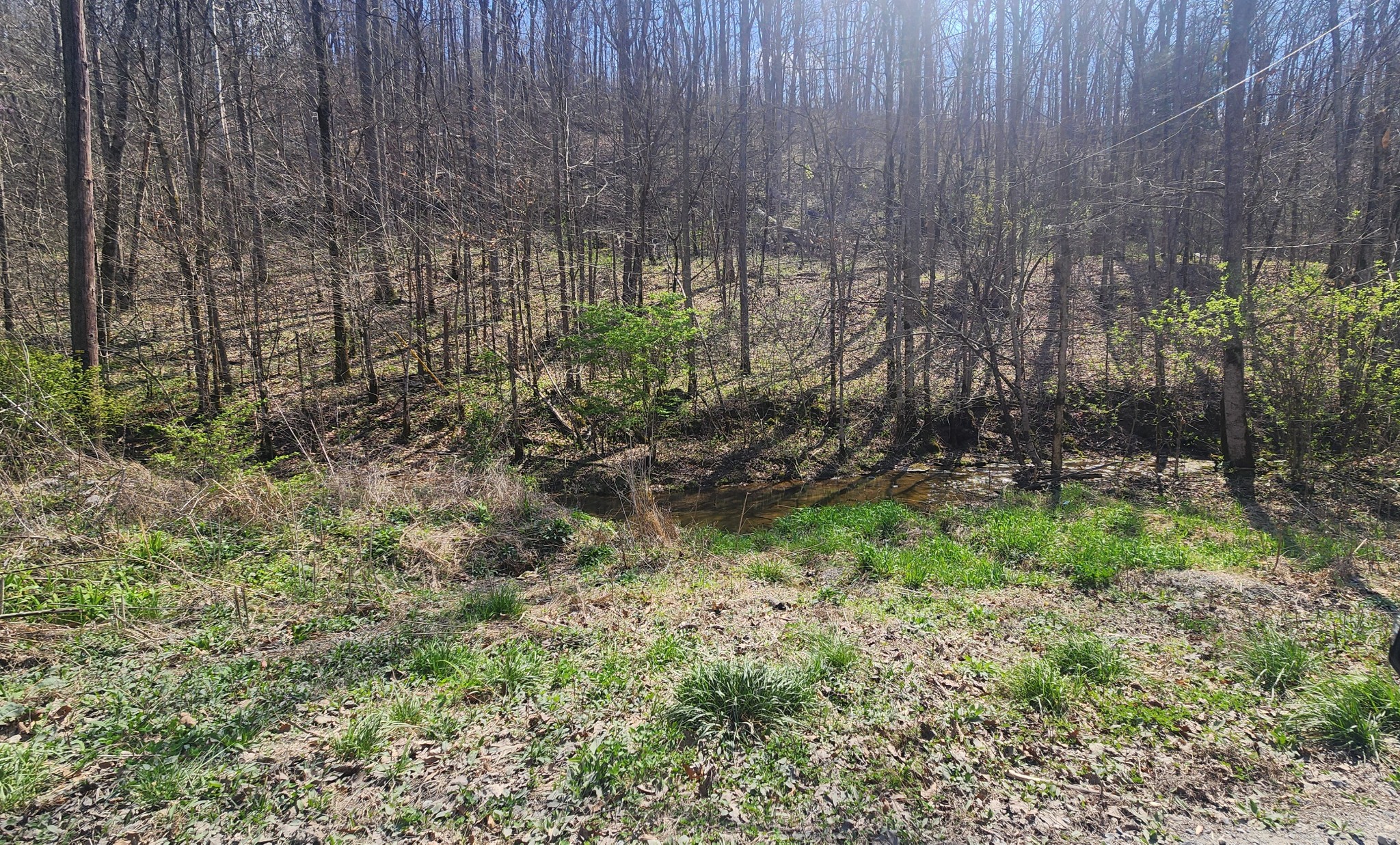 0 Phillips Hollow Road Westmoreland, TN 37186 - Photo 24 of 24 a view of backyard with green space