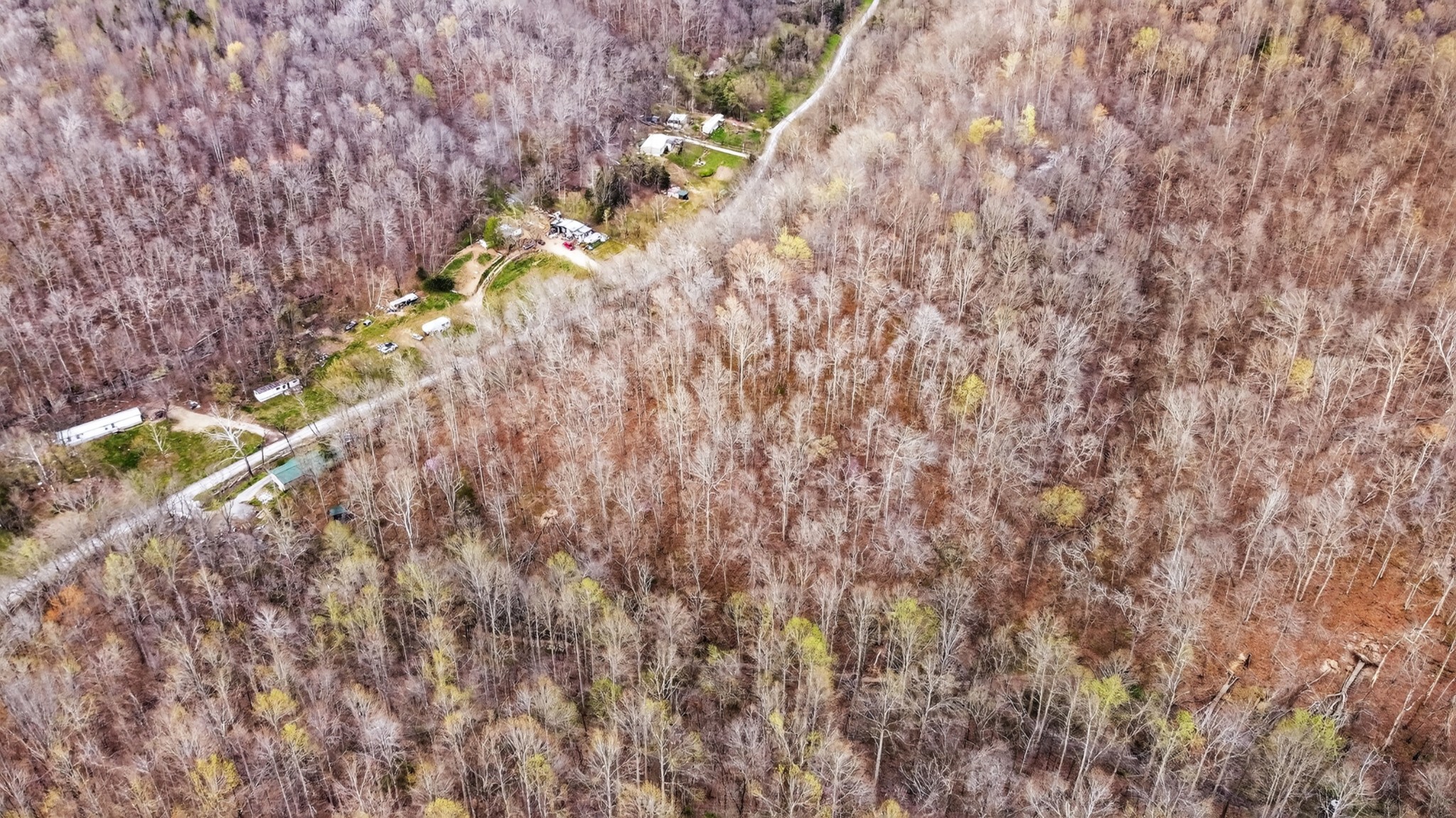 0 Phillips Hollow Road Westmoreland, TN 37186 - Photo 5 of 24 a close up of a plant
