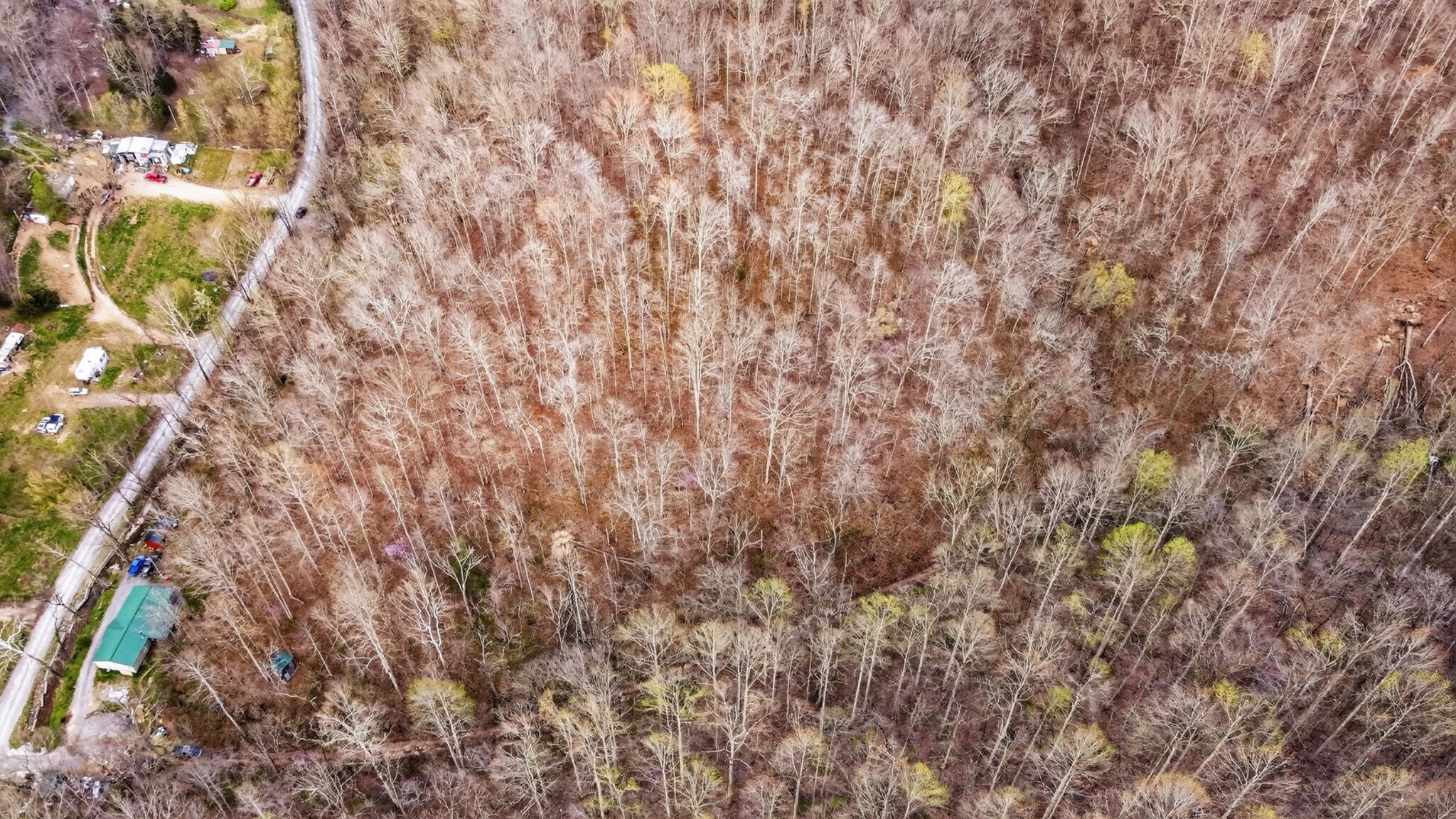 0 Phillips Hollow Road Westmoreland, TN 37186 - Photo 6 of 24 a close up of a plant