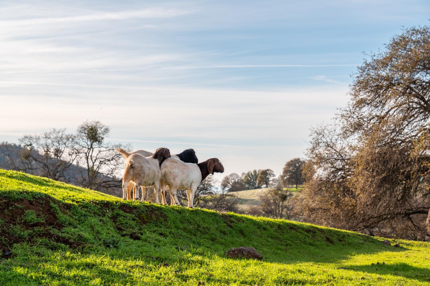 20839 Bear Hollow Road Grass Valley, CA 95949 - Photo 38 of 44