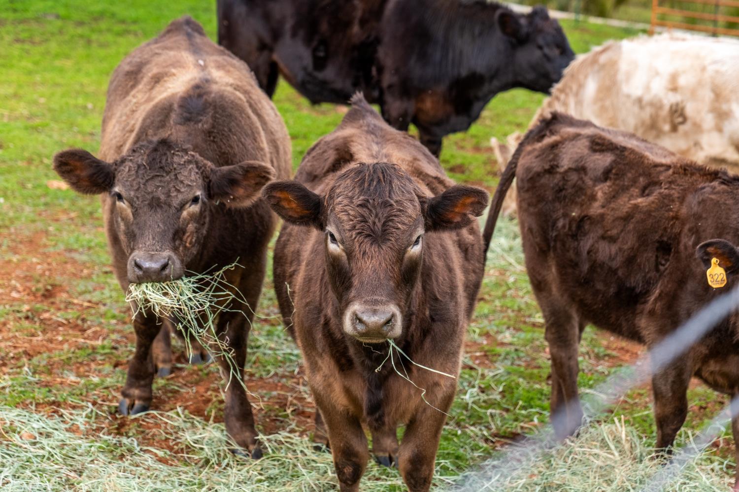 20839 Bear Hollow Road Grass Valley, CA 95949 - Photo 40 of 44
