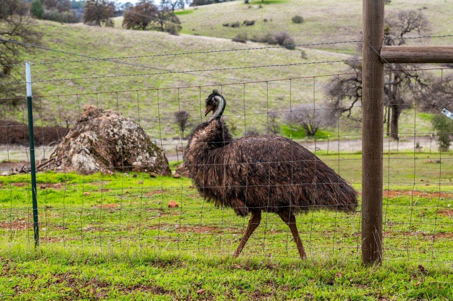 20839 Bear Hollow Road Grass Valley, CA 95949 - Photo 41 of 44