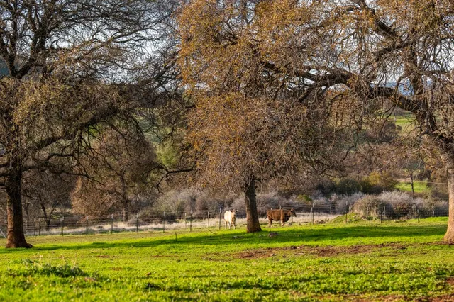 a garden with trees in the background