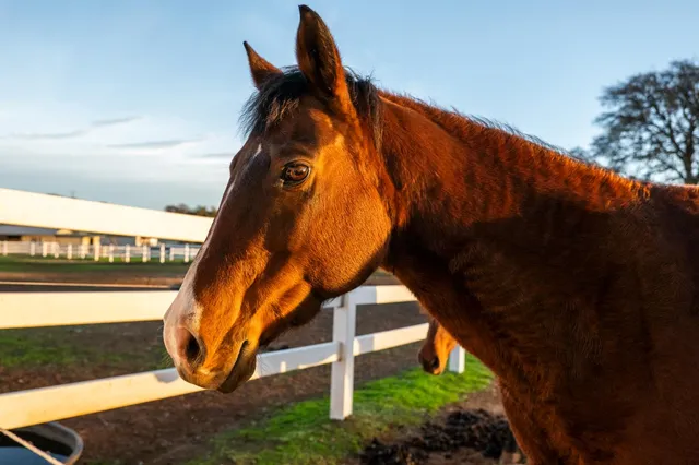 $995,000 | 20839 Bear Hollow Road, Grass Valley, CA 95949