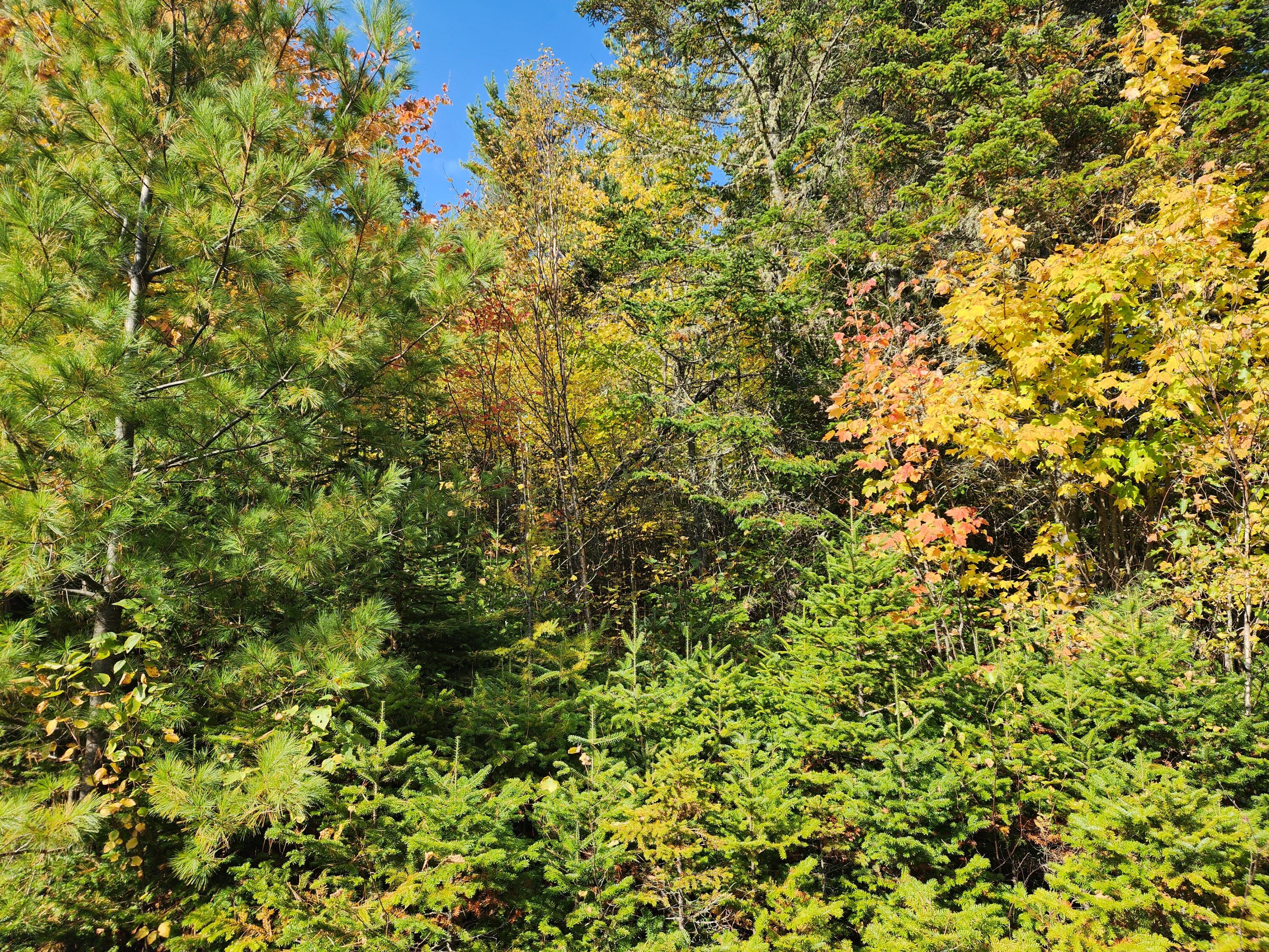 Lot 5-8 Bushey Road Greenville, ME 04441 - Photo 4 of 4 20241003_141221