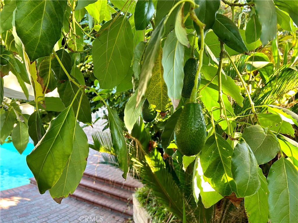 16754 Armstead Street Granada Hills, CA 91344 - Photo 24 of 28 a green plant in a garden