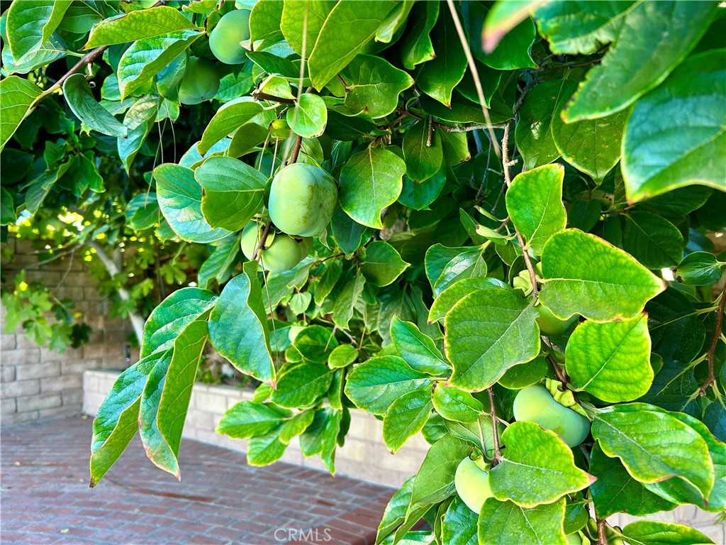 16754 Armstead Street Granada Hills, CA 91344 - Photo 25 of 28 a plant with plant