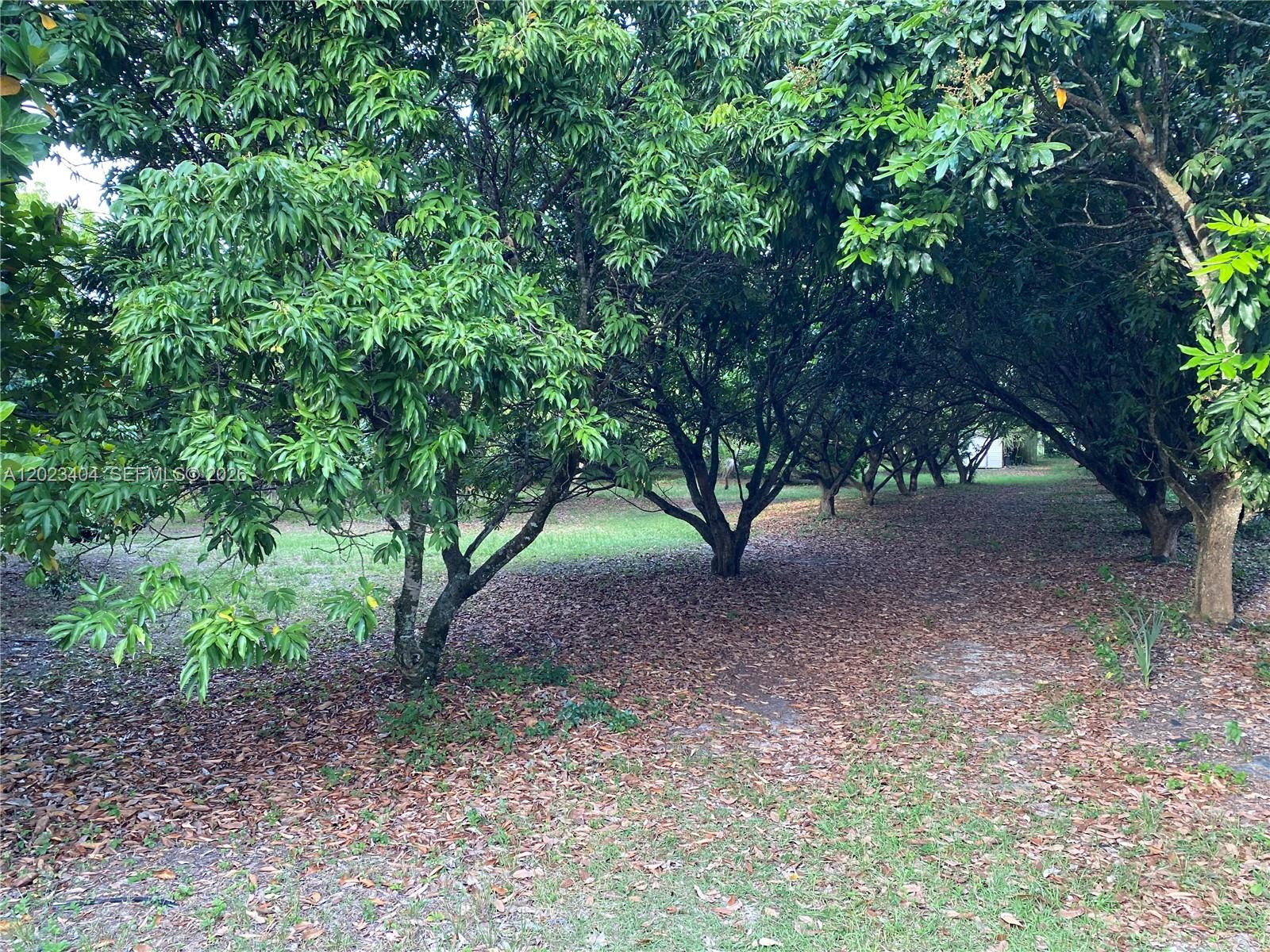 19675 Southwest 165th Avenue Miami, FL 33187 - Photo 1 of 22 a view of a yard with plants and trees
