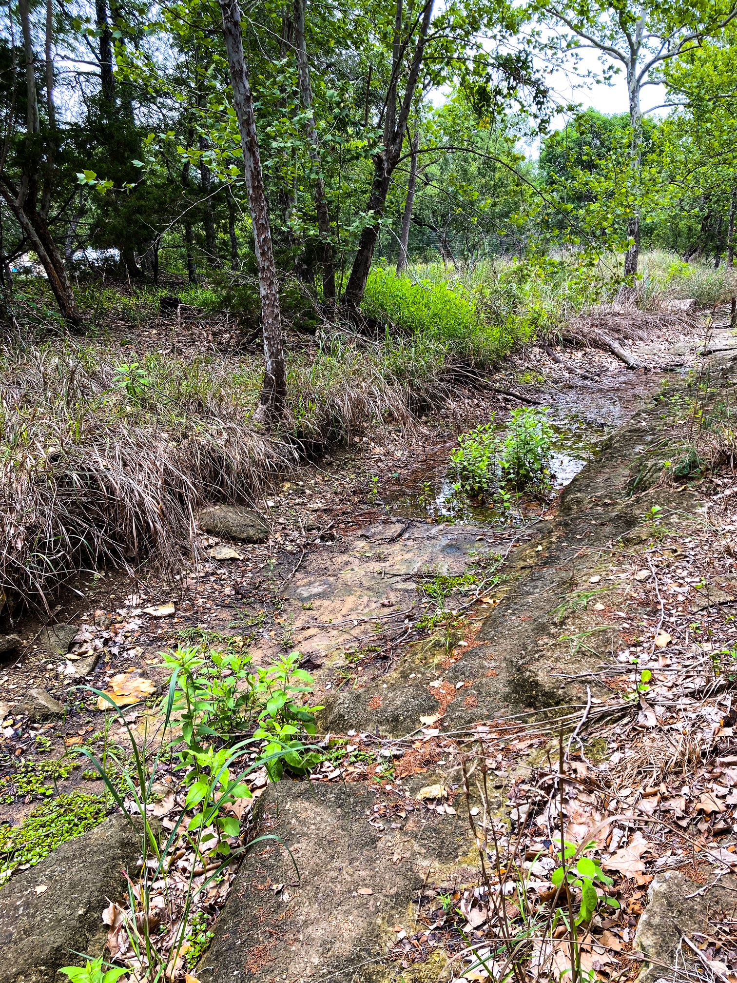 702 Cottonwood Creek Road Dripping Springs, TX 78620 - Photo 28 of 31 A tranquil stream meanders through this verdant, treed lot, creating a picturesque natural setting.