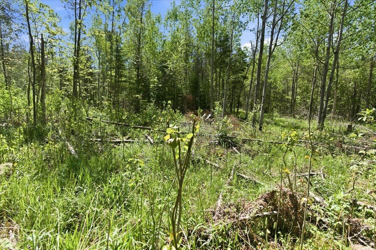 0 County Highway J Deerbrook, WI 54424 - Photo 22 of 78