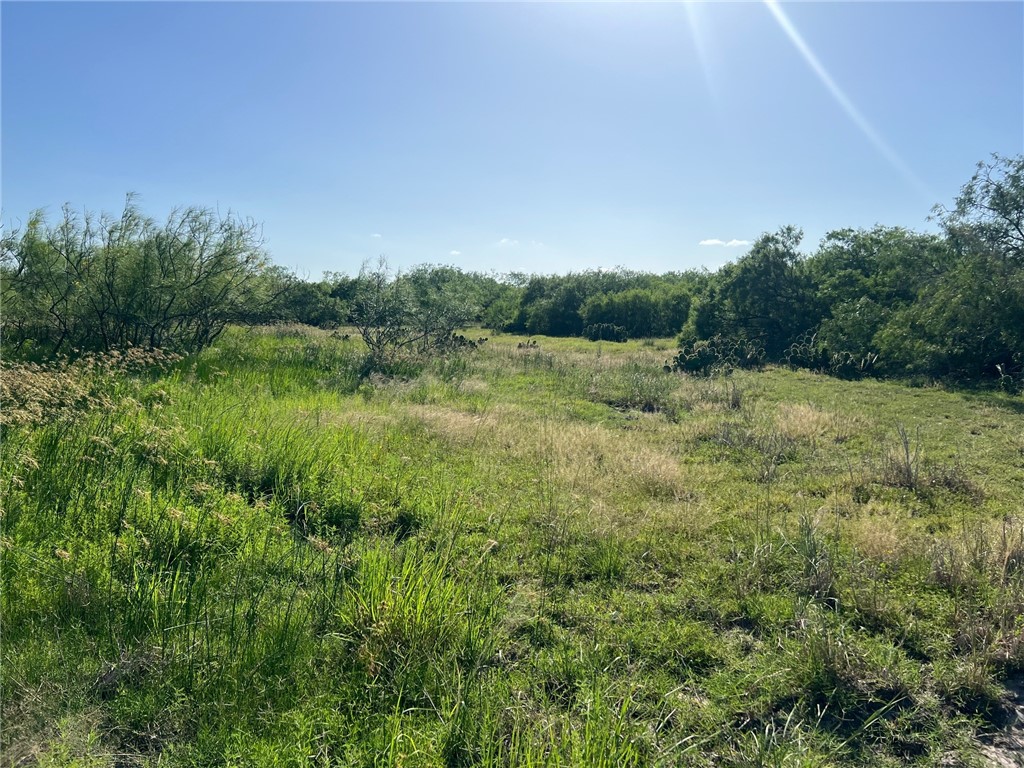 0 Fm 771 Riviera, TX 78379 - Photo 23 of 27 Taken on ground in clearing. Photo courtesy of ow