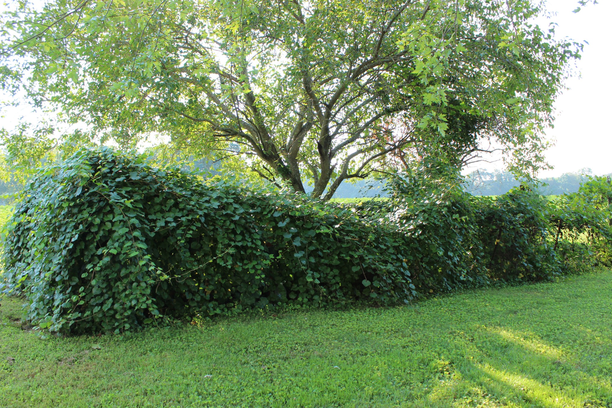 512 Limestone Road Elora, TN 37328 - Photo 33 of 44 a view of a green yard