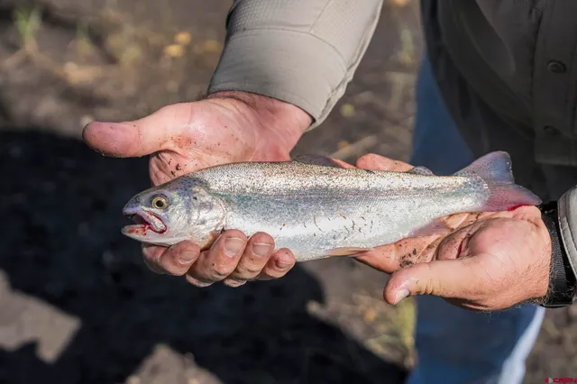 a view of a large yard with lots of trees