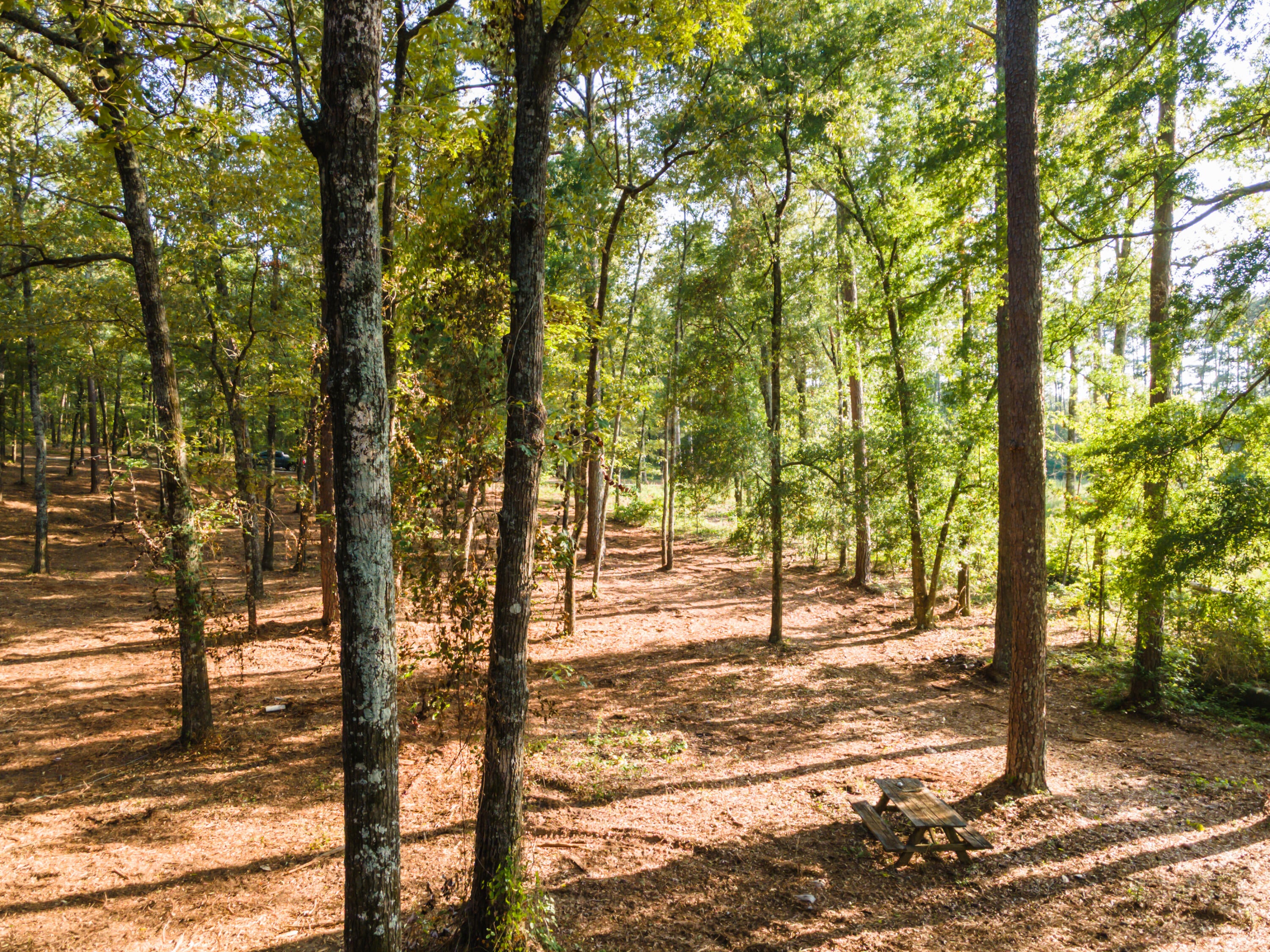 Tbd Edisto Lake Road, Unit 39 Wagener, SC 29164 - Photo 17 of 39 Gallery Image 17