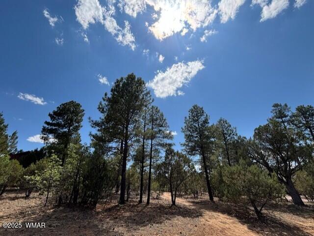 4311 West Hawthorn Road Show Low, AZ 85901 - Photo 7 of 11 Ponderosa Pines