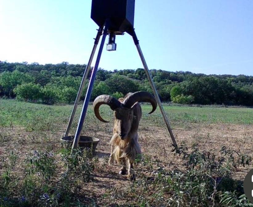 114 County Road 114 Road Mingus, TX 76463 - Photo 7 of 8 a backyard of a house with lots of green space