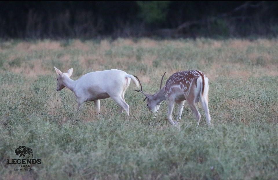 114 County Road 114 Road Mingus, TX 76463 - Photo 8 of 8 a backyard of a house with table and chairs