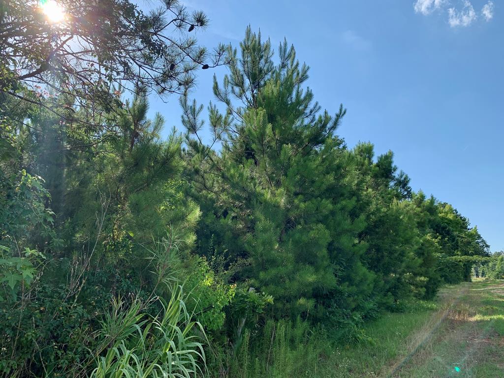 0 Henry County Road Abbeville, AL 36310 - Photo 3 of 3