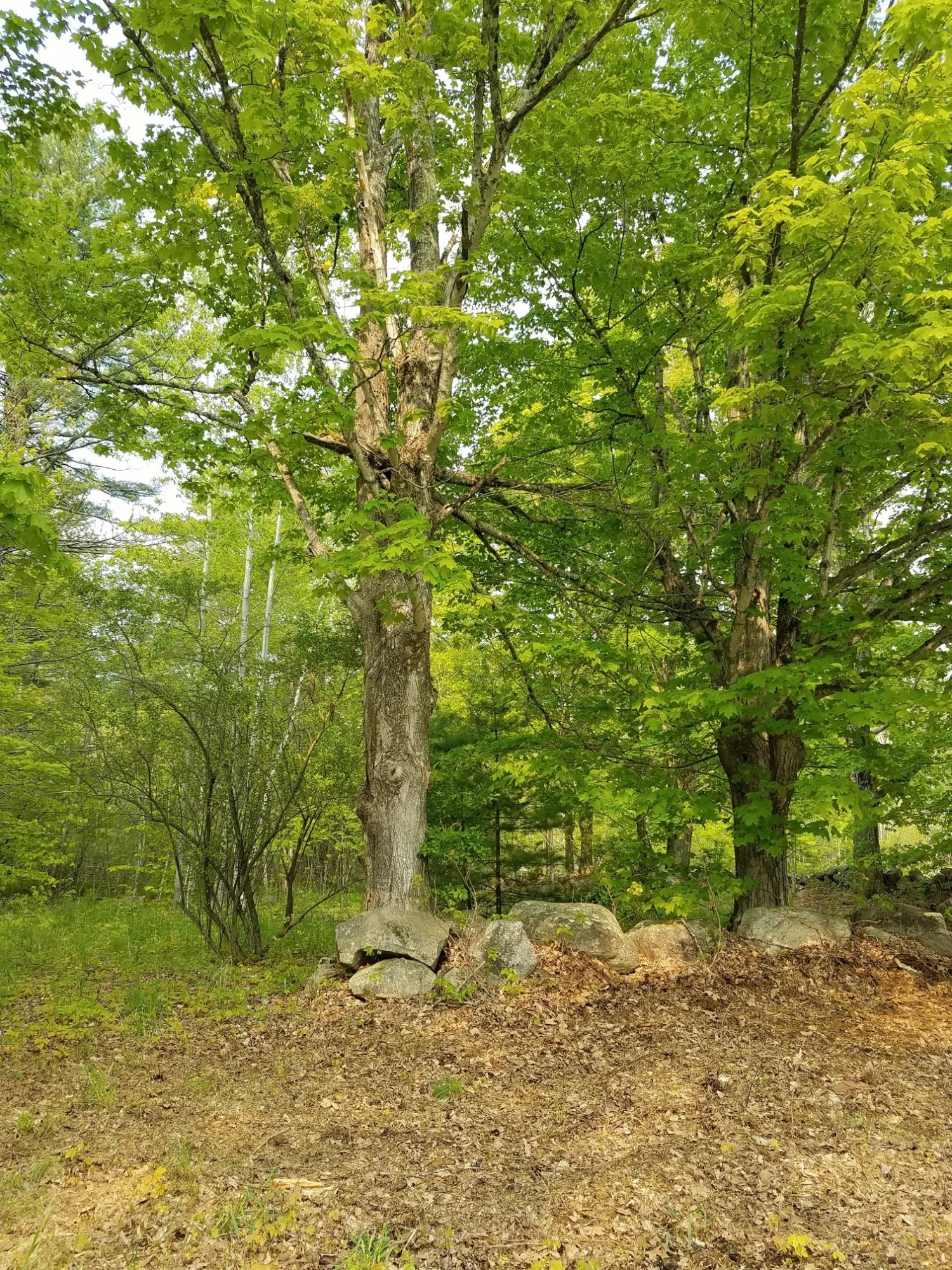 54 Old Elm Road Bridgton, ME 04009 - Photo 4 of 10 old elm4
