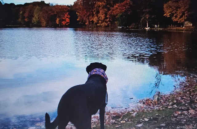 a view of swimming pool with a yard and plants