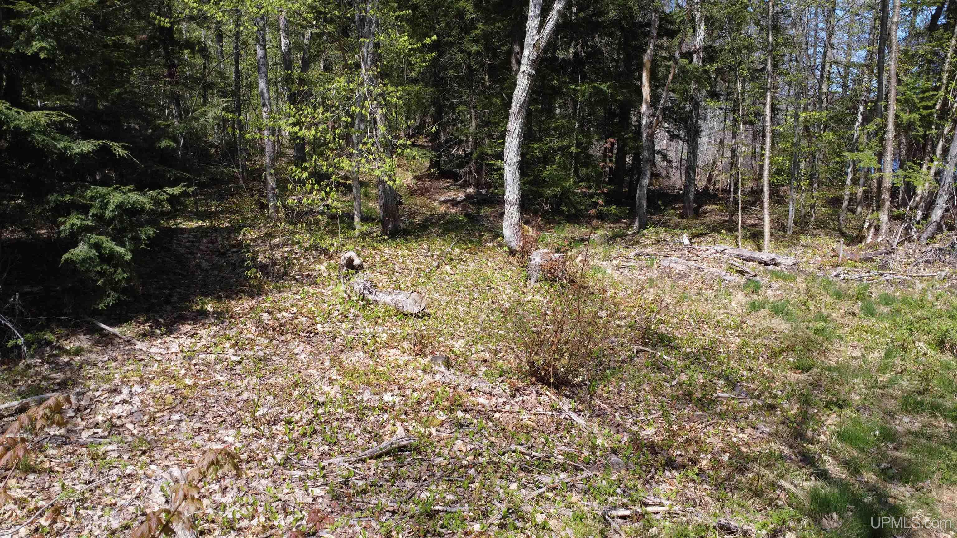 Off Adams Trail Shingleton, MI 49884 - Photo 38 of 46