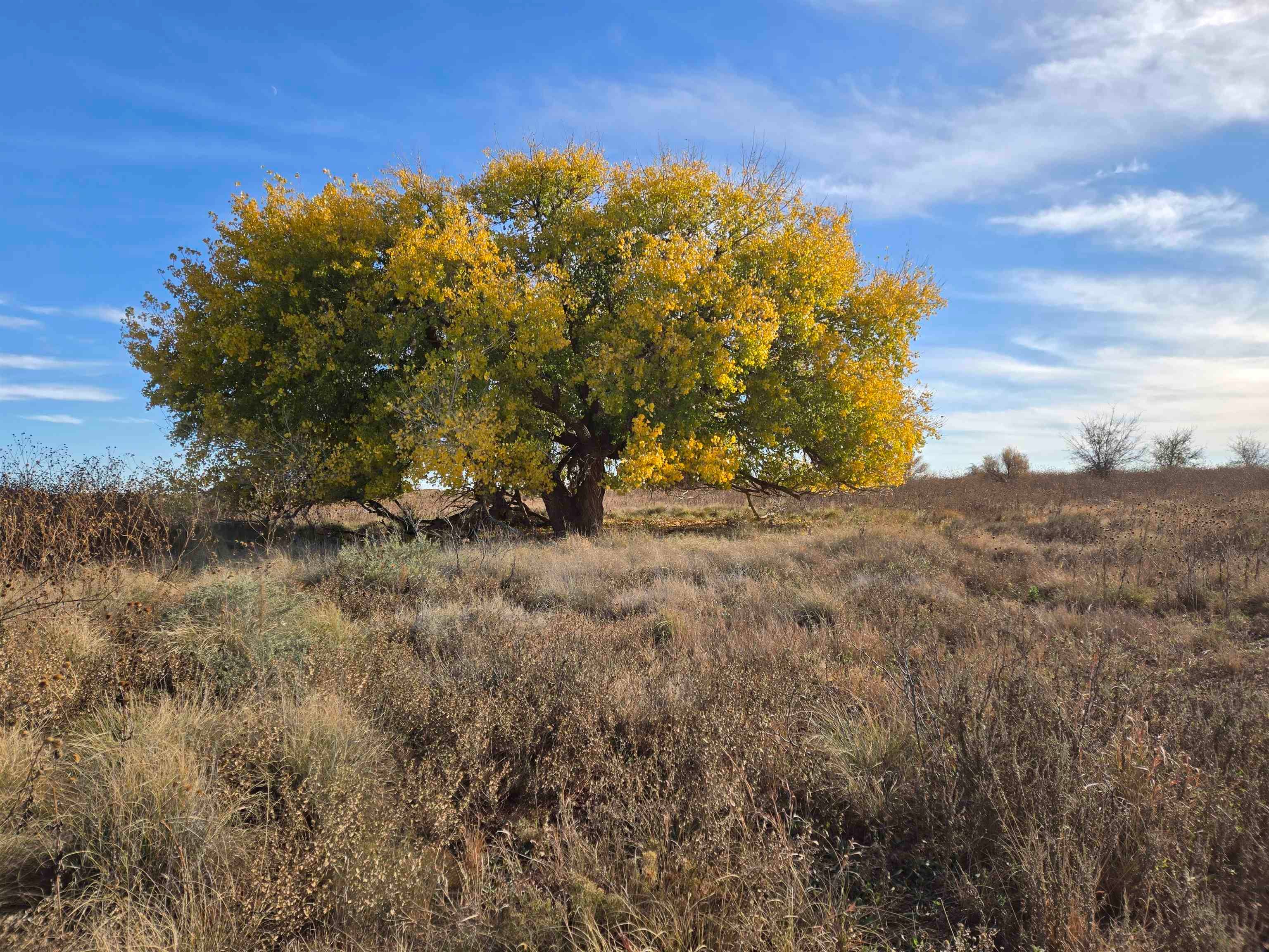 5344 Red Lake Road Taiban, NM 88134 - Photo 75 of 89 Gallery Image 75