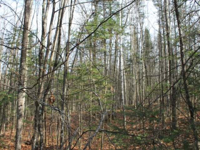 On On Cth G, Unit LT11 Mercer, WI 54547 - Photo 5 of 12 Gallery Image 5