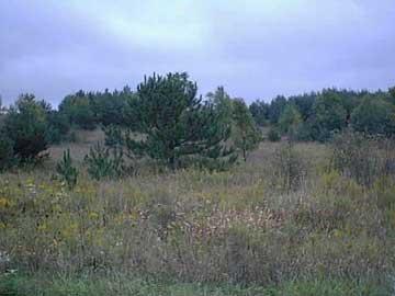 Primary Photo