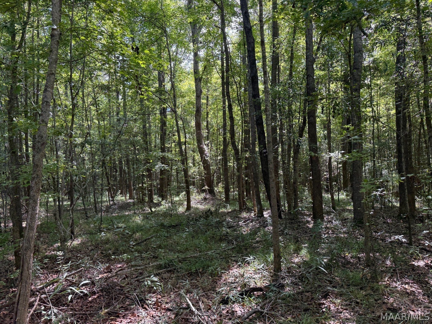 0 County Road 4 Road Fitzpatrick, AL 36029 - Photo 6 of 28 Gallery Image 6
