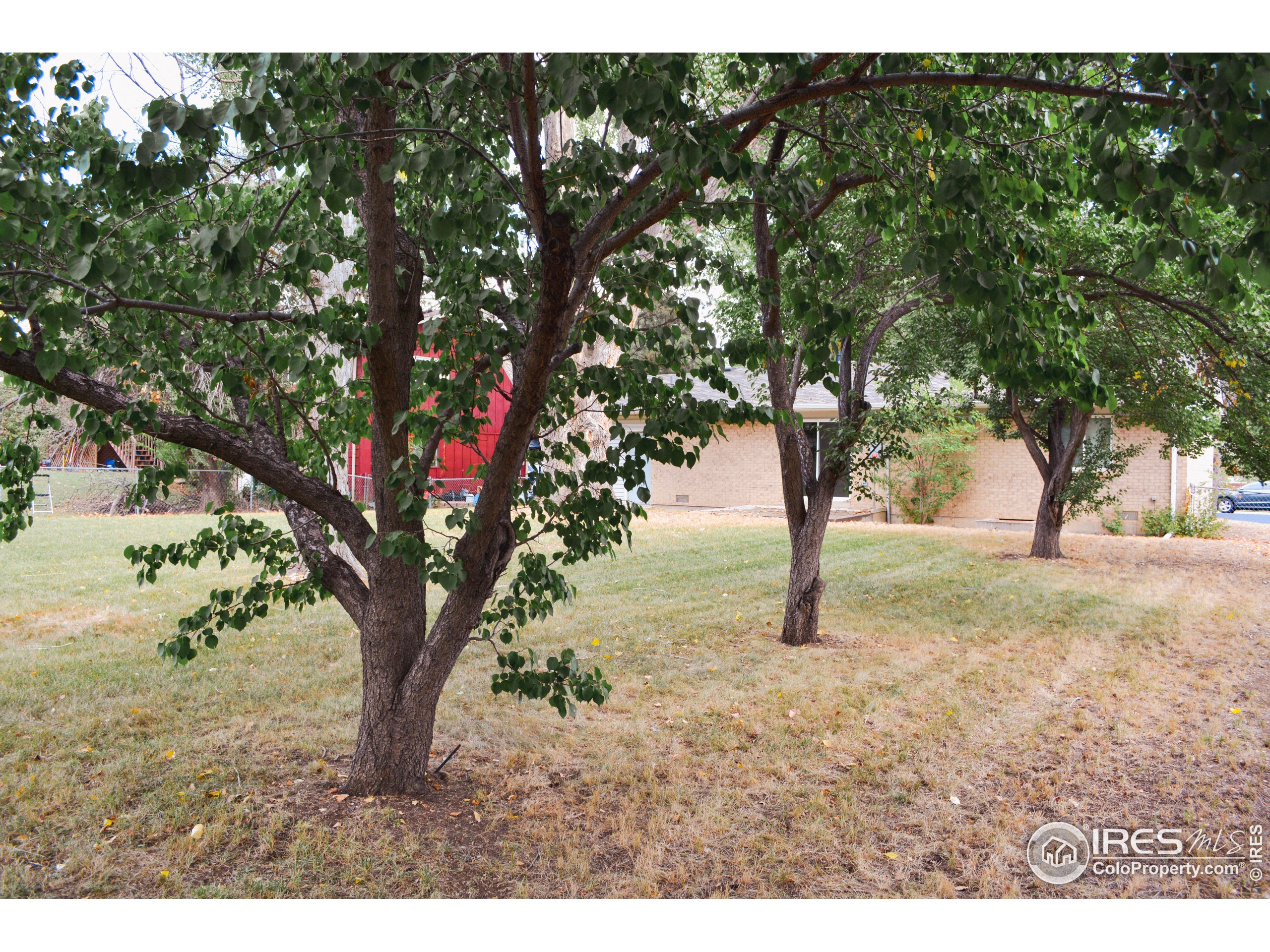 805 Gallup Road Fort Collins, CO 80521 - Photo 13 of 14 a picture of trees