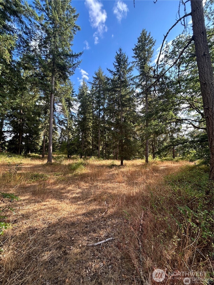 17837 Sargent Road Southwest Rochester, WA 98579 - Photo 12 of 12 a view of dirt yard with a large tree