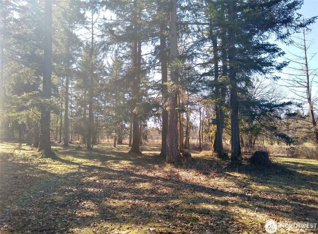17837 Sargent Road Southwest Rochester, WA 98579 - Photo 2 of 12 a view of yard with trees
