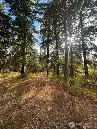 a view of a yard with trees