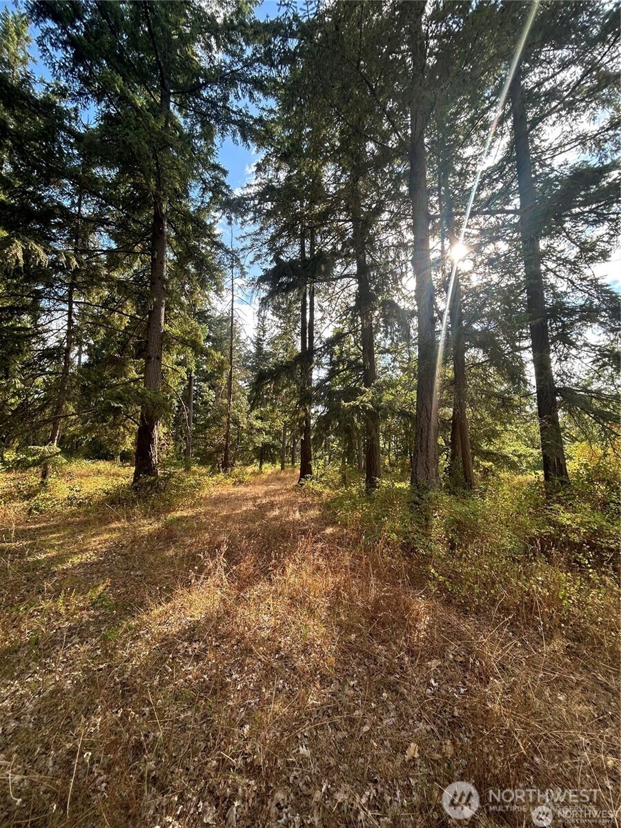 17837 Sargent Road Southwest Rochester, WA 98579 - Photo 3 of 12 a view of a yard with trees