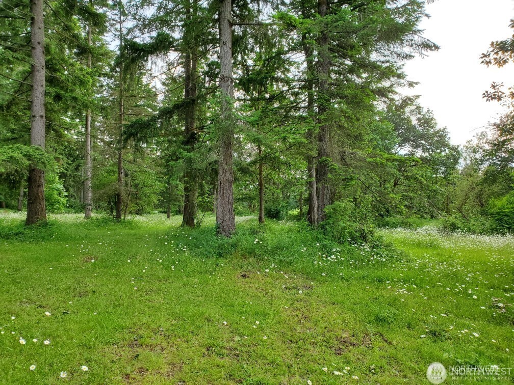 17837 Sargent Road Southwest Rochester, WA 98579 - Photo 10 of 12 a view of a lush green forest