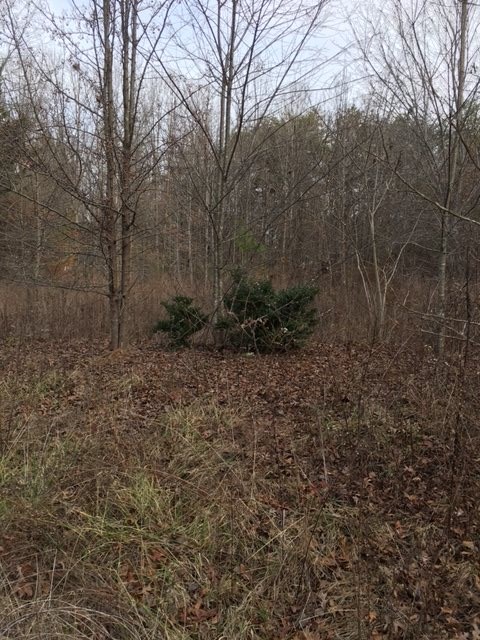 253 Scruggs Road Chesnee, SC 29323 - Photo 3 of 3