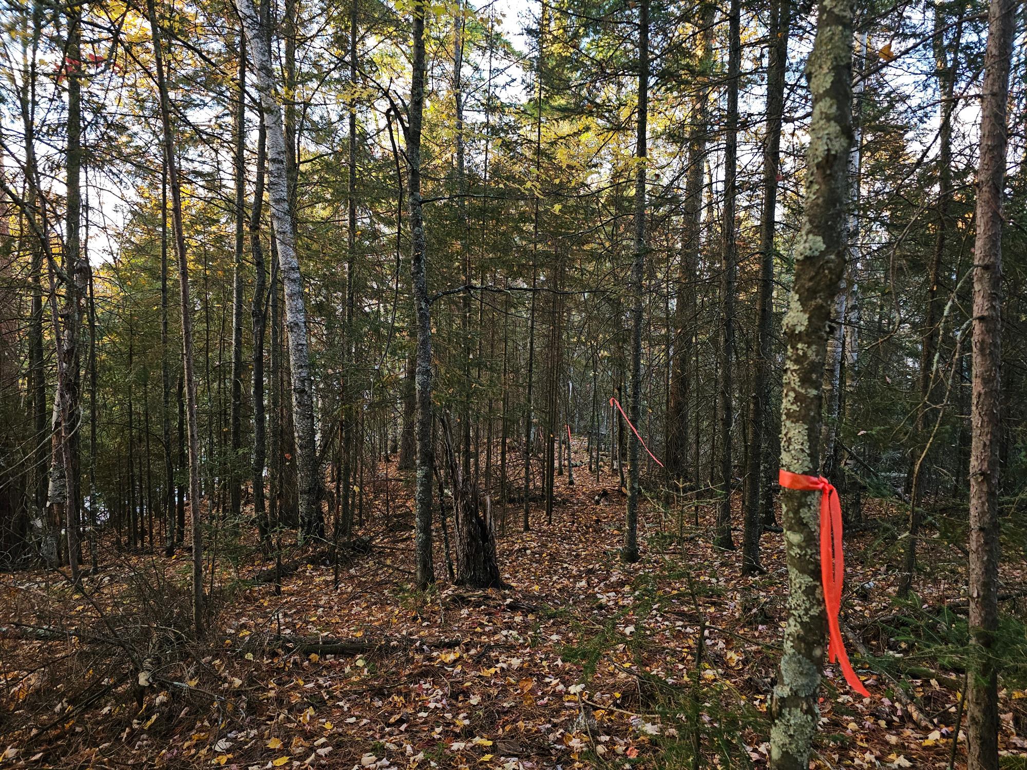 Near Ridgeway Drive Lake Tomahawk, WI 54539 - Photo 25 of 29 Gallery Image 25